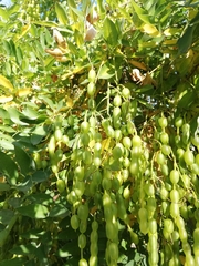 Styphnolobium