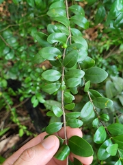 Mouriri helleri
