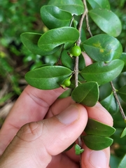 Mouriri helleri