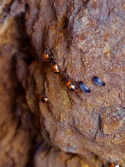 Diaperis nigronotata