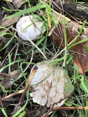 Clitocybe rivulosa