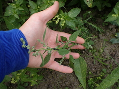 Chenopodium album