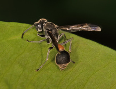 Ropalidia sumatrae