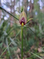 Cryptostylis erecta