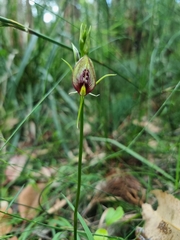 Cryptostylis erecta