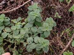 Mentha