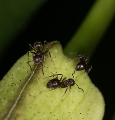 Dolichoderus thoracicus