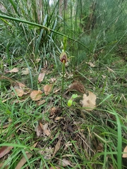 Cryptostylis erecta