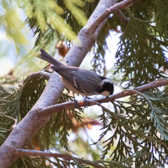 Periparus ater