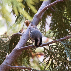 Periparus ater