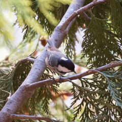 Periparus ater