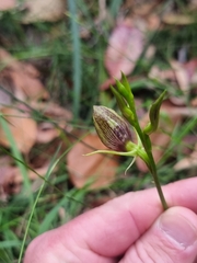 Cryptostylis erecta