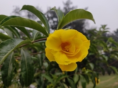 Allamanda cathartica
