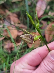Cryptostylis erecta