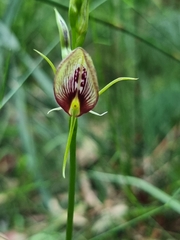 Cryptostylis erecta
