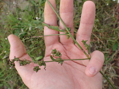 Atriplex prostrata