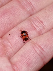 Diaperis nigronotata