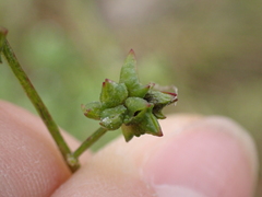 Atriplex prostrata