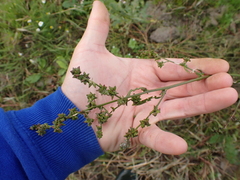 Atriplex prostrata