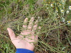Atriplex prostrata