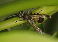 Ropalidia sumatrae