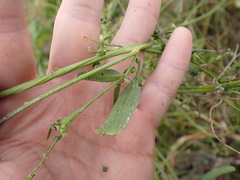 Atriplex prostrata