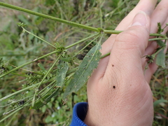 Atriplex prostrata