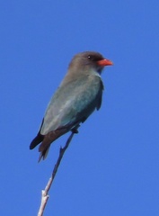 Eurystomus orientalis pacificus