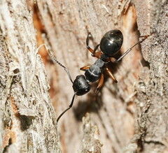 Polyrhachis femorata