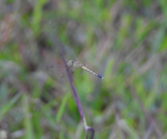 Diplacodes nebulosa