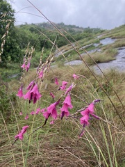 Dierama
