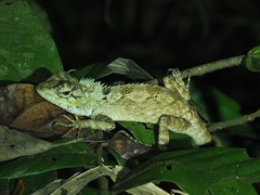 Calotes bachae
