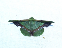 Fascellina