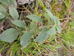 Mentha