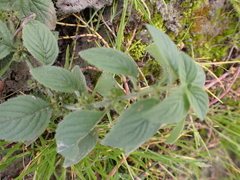 Mentha