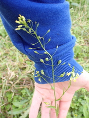Camelina