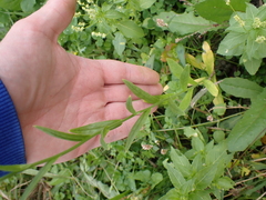 Camelina