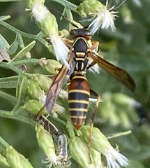 Polistes dorsalis