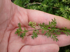Lepidium didymum