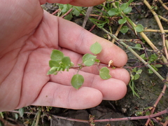 Stellaria media