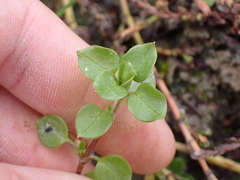 Stellaria media