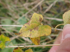 Convolvulaceae