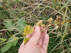 Convolvulaceae