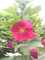 Alcea rosea