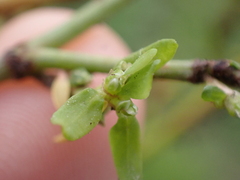 Polygonum aviculare