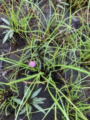 Drimiopsis