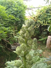 Alcea rosea
