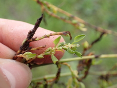 Polygonum aviculare