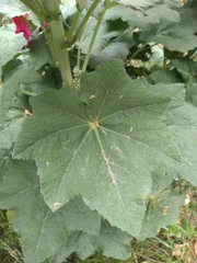 Alcea rosea