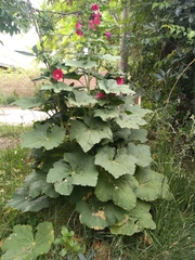 Alcea rosea
